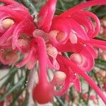 Grevillea rosmarinifolia Λουλούδι