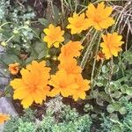 Coreopsis auriculata Flor
