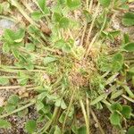 Trifolium suffocatum Sonstige