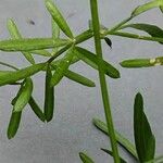 Asparagus aethiopicus Leaf