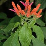 Aphelandra sinclairiana Blatt