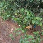 Plumbago zeylanica Habit