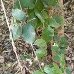 Peumus boldus Leaf