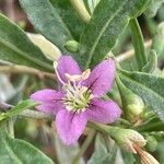 Lycium barbarum Flower