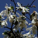 Magnolia kobus Flor