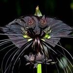 Tacca chantrieriFlor