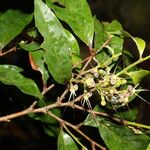 Hirtella triandra Flower