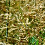 Agrostis capillaris Fruit