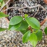 Magnolia figo Folha
