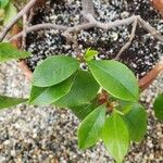 Magnolia figo Hoja