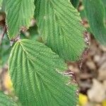 Viburnum plicatum Leaf