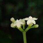 Eumachia sciadephora