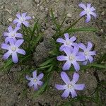 Scilla luciliae 整株植物