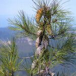 Pinus attenuata Агульны выгляд