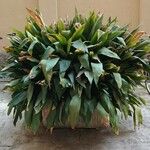 Aspidistra elatior Pokrój