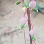 Gasteria obliqua Flower