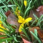 Sternbergia lutea Flor