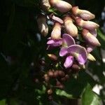Pongamia pinnata Λουλούδι