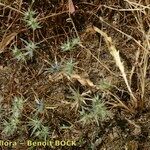 Eryngium galioides Habitus