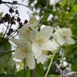 Philadelphus coronariusFlower