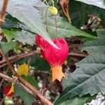 Abutilon megapotamicum Flower
