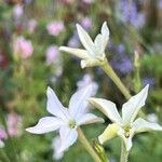 Nicotiana longiflora Кветка