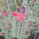 Echium angustifolium Flower