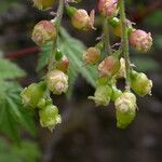 Ribes griffithii Habitus