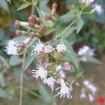 Chromolaena odorataFlower