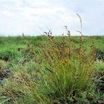 Juncus gerardi Habit