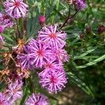 Vernonia noveboracensis Flower