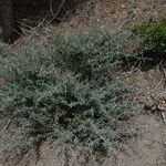 Ceanothus cordulatus Habitat