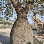 Ceiba insignis Corteza