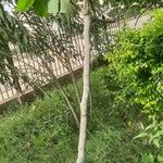 Ficus palmata Агульны выгляд