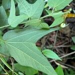 Passiflora capsularis Лист