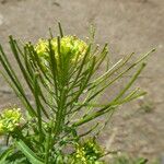 Sisymbrium irio Fruit