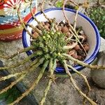 Euphorbia caput-medusae ফুল