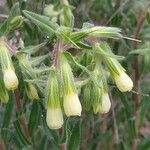 Onosma arenaria Kvet