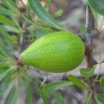 Argania spinosa Fruit