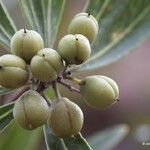 Pittosporum deplanchei Vrucht