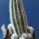 Echinocereus × roetteri موطن