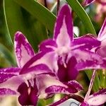 Dendrobium kingianum Žiedas