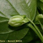 Viola × uechtritziana Fruit