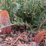 Banksia blechnifolia Virág