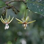 Hydnocarpus castaneus Λουλούδι