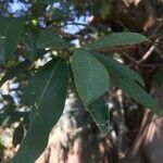 Ficus thonningii 葉