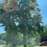 Populus nigra 葉