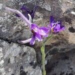 Delphinium pubescens Flower