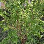 Prunus dulcis List