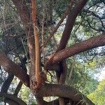 Searsia lancea Rinde